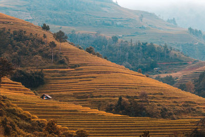 High angle view of agricultural field