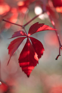 Close-up of red maple leaves