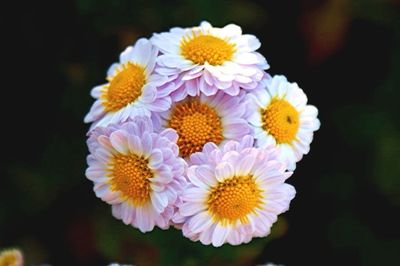 Close-up of yellow flower