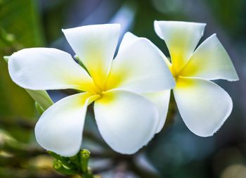 Close-up of white frangipani flowers