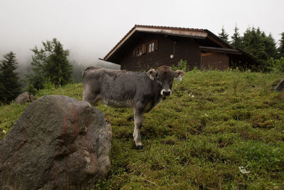 Portrait of calf with livestock tag standing on field by rock
