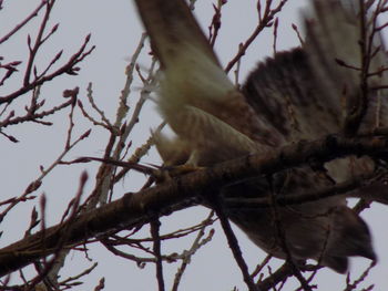 Low angle view of bird perching on tree against sky