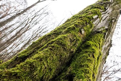 Low angle view of ivy growing on tree in forest