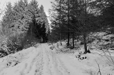 Snow covered trees in forest