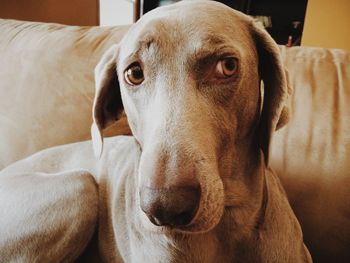 Close-up portrait of a dog