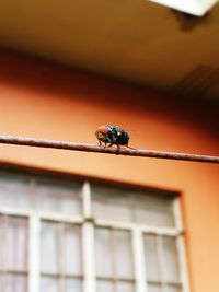 Low angle view of insect on wall