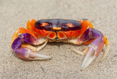 Close-up of crab on sand