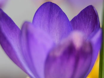 Close-up of purple crocus flower