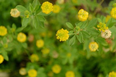 Close-up of yellow flower