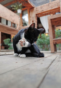 Cat sitting outdoors