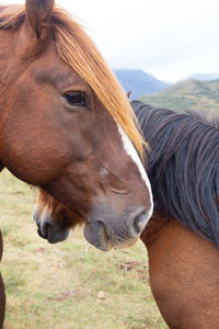 Close-up of a horse