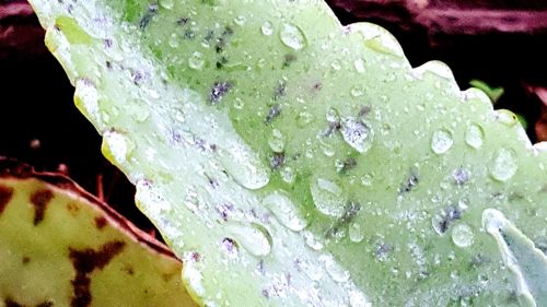 Close-up of water drops on leaf