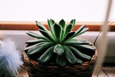 Close-up of potted plant