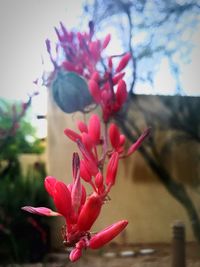 Close-up of pink flowers