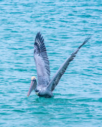 Close-up of mallard duck swimming in sea