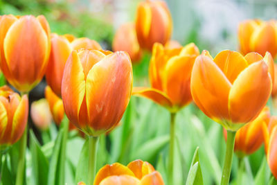 Close-up of orange tulips in field