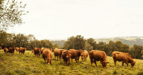 Horses grazing in a field