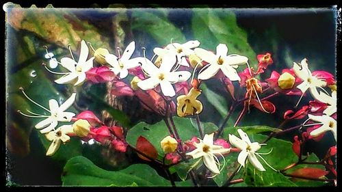 Close-up of flowers