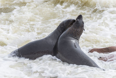 View of an animal on beach