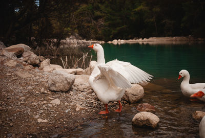 Swans swimming in lake