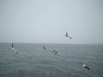 Birds flying over sea against clear sky