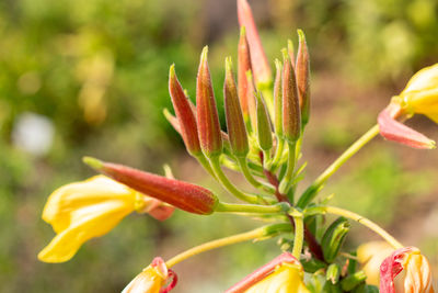 Close-up of red flowering plant