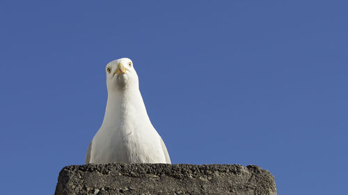 Low angle view of seagull against clear blue sky