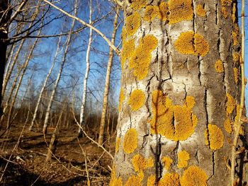 Full frame shot of yellow tree