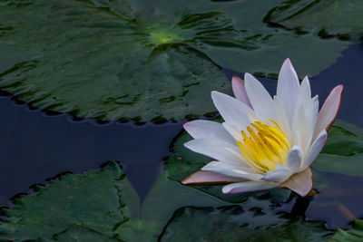 Close-up of lotus water lily in pond