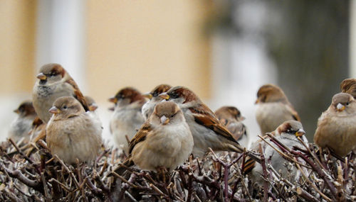 Close-up of sparrows in nest