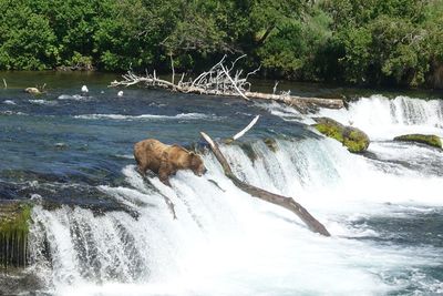 Scenic view of waterfall