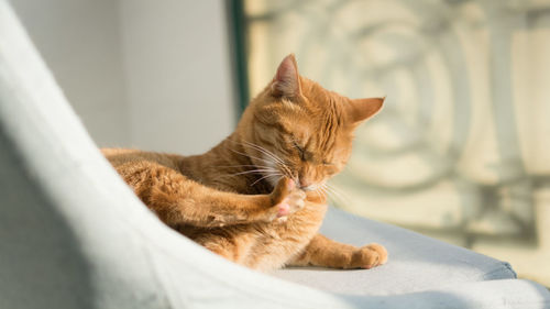 Close-up of a cat looking away