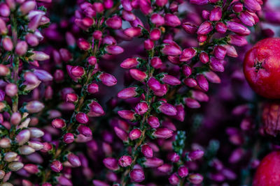 Full frame shot of pink berries