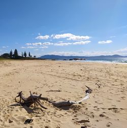 View of driftwood on beach against sky