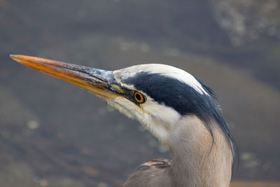 Profile view of a heron looking to the left.