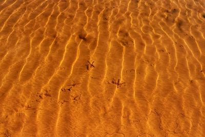 High angle view of bird in sand