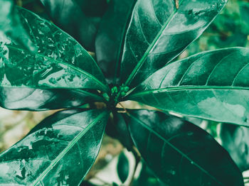 Close-up of green leaves