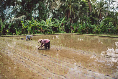 People working on a rice field