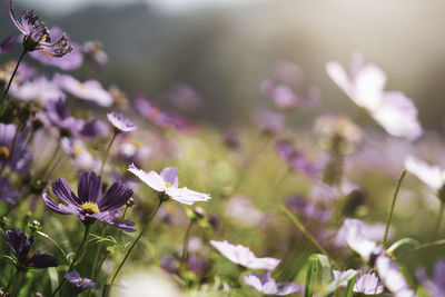 Close-up of purple flowering plant on field