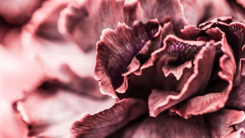 Close-up of pink rose flower