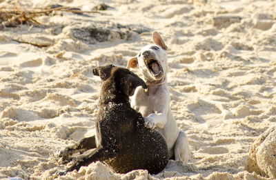 View of dog playing on beach