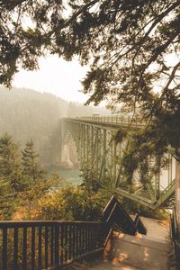 View of bridge in forest