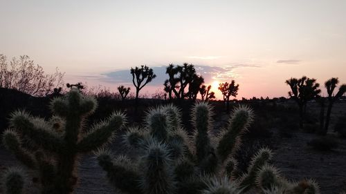 Plants growing on field against sky during sunset