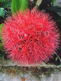 High angle view of red cactus flower