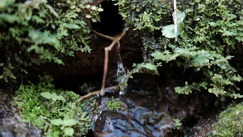 Plants growing on rocks by trees in forest