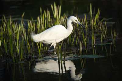 Snowy egret at pond