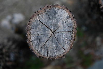 Close-up of tree trunk