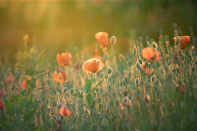 Close-up of red poppy flowers on field