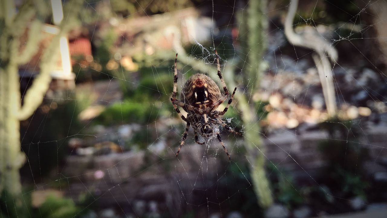 animal themes, one animal, insect, animals in the wild, spider web, spider, wildlife, focus on foreground, close-up, selective focus, nature, day, web, outdoors, no people, window, glass - material, dragonfly