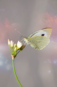 Close-up of butterfly pollinating on flower